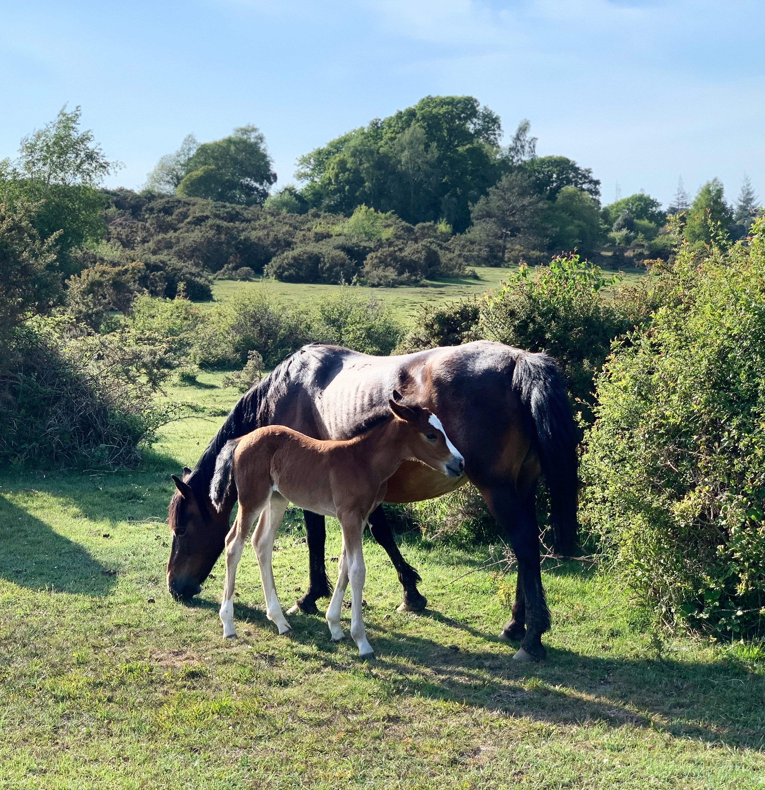 new forest horses