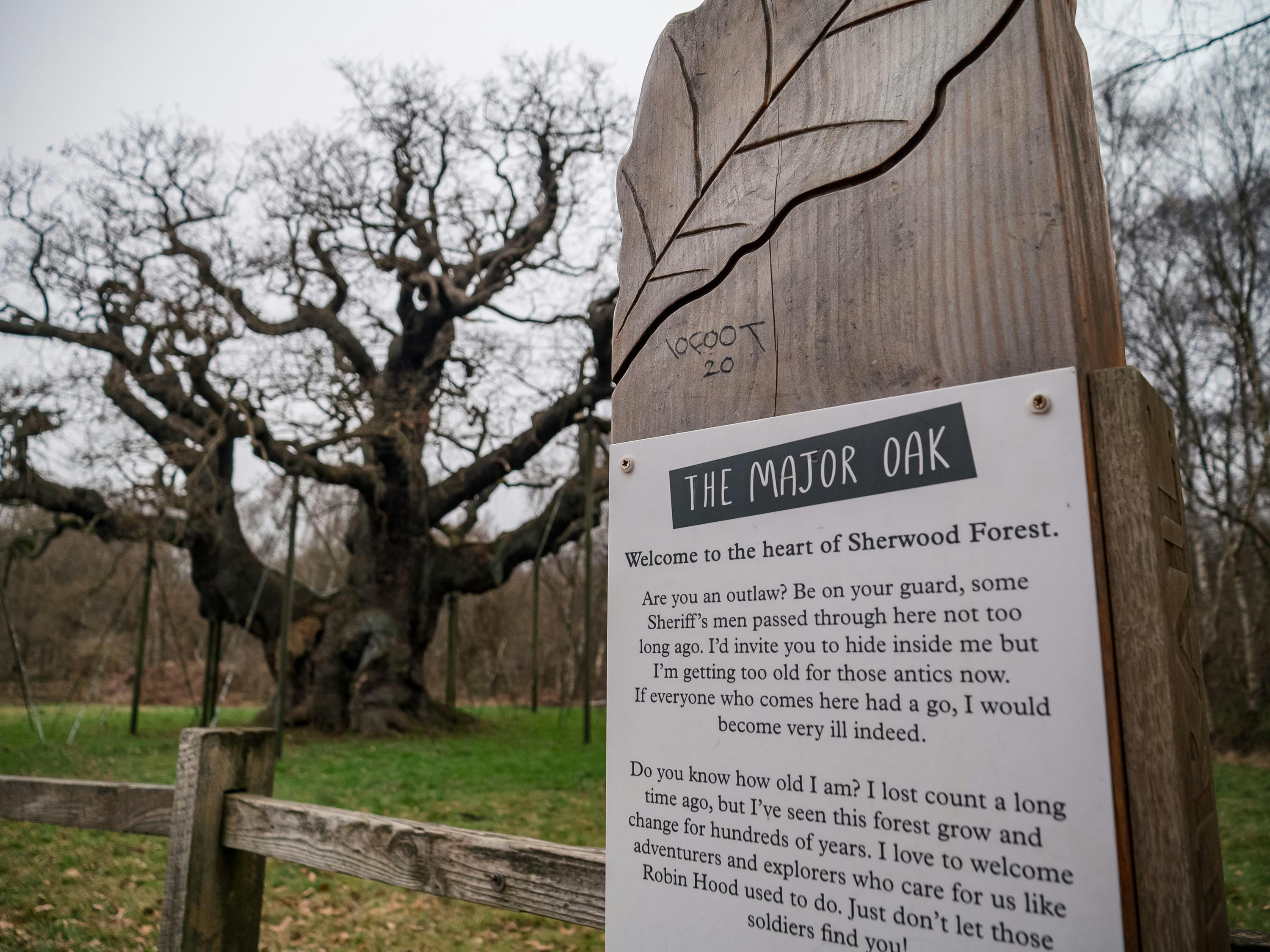 major oak sherwood forest, nottingham