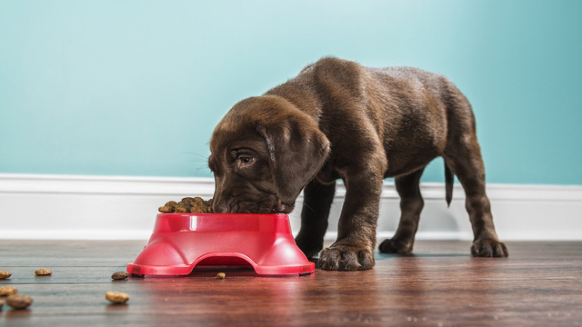 Puppy eating food from a bowl