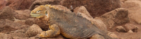 farah case study banner