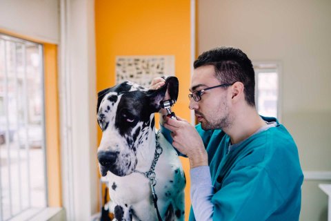 Vet with dog